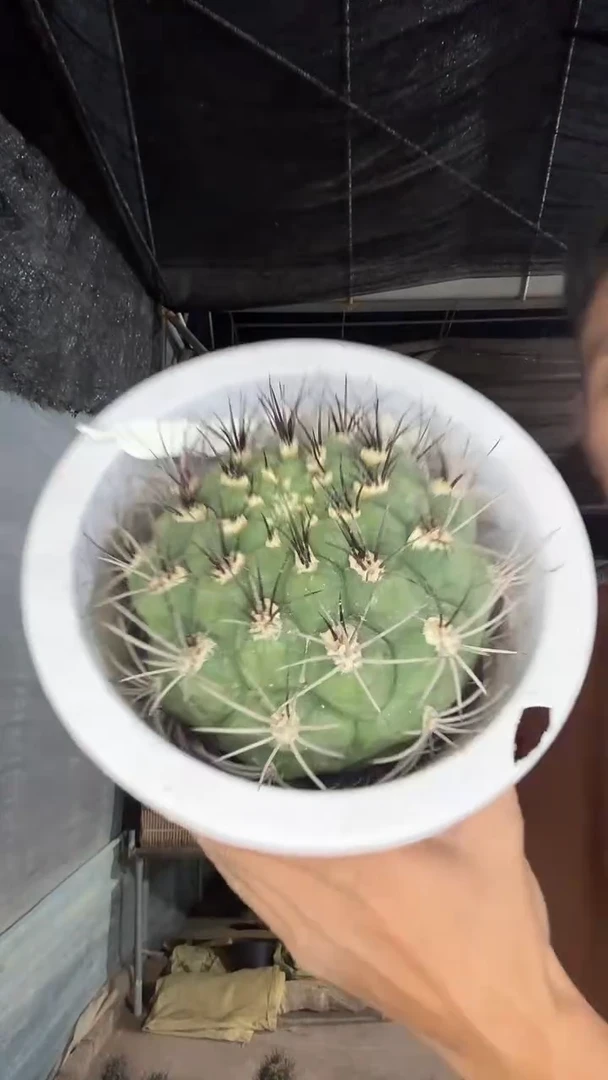 实生新天地15公分35.99