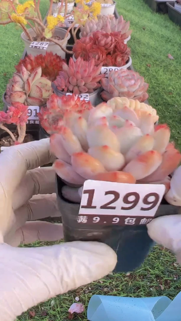 【闪购商品】信服多肉一物一拍