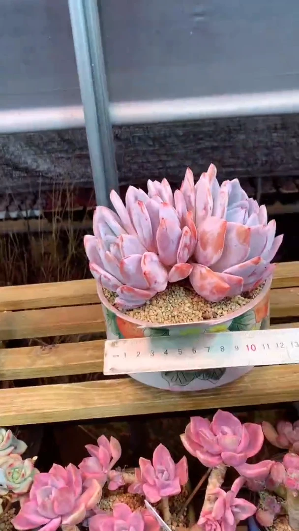 347L（一物一拍，精品多肉，所见即所得 ）