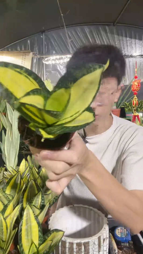 锦（凯丽）虎皮兰带盆土25.8