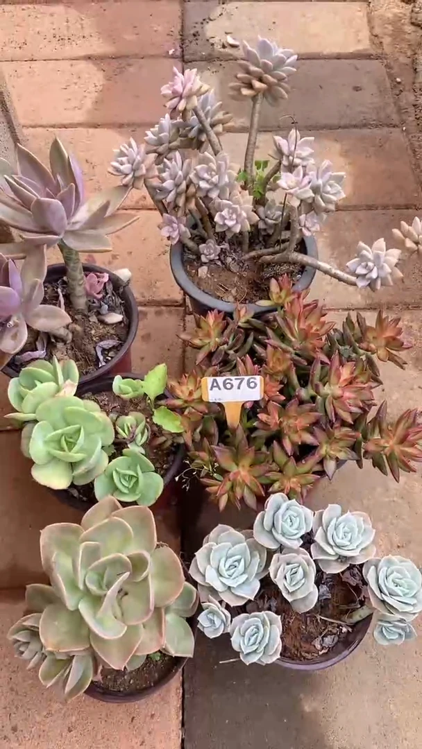 A676闪购清风花木兰多肉组合脱土发货