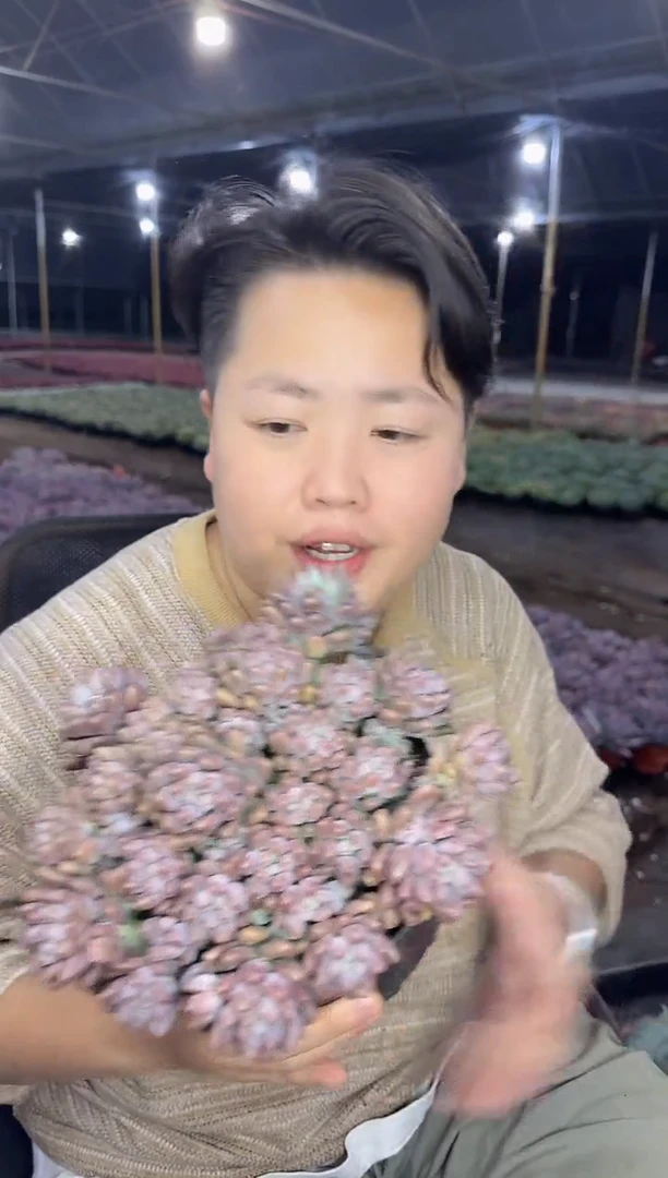 大号星黛露带盆土9.99