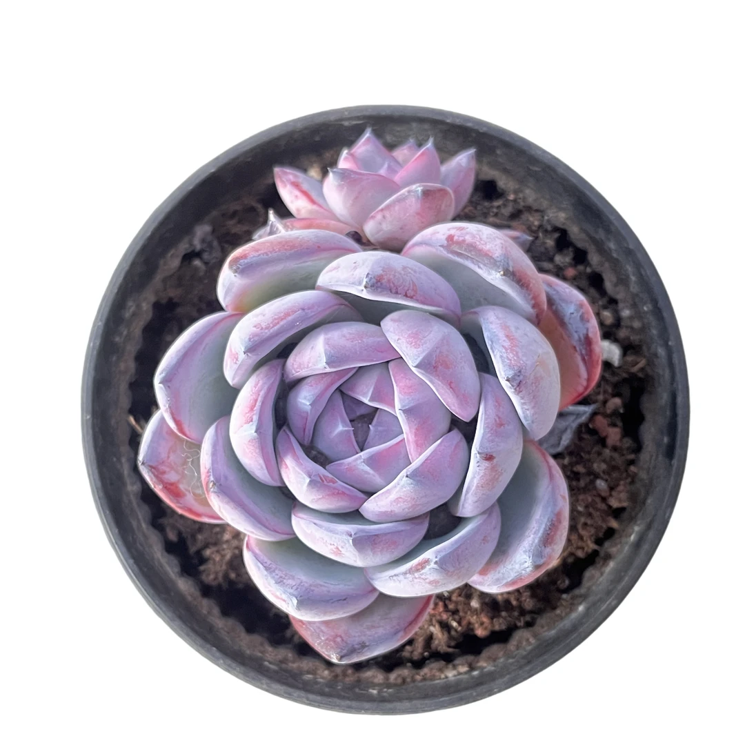 强子精品多肉 单头黑卡 多肉植物 精控精养 净化 空气 美化 环境