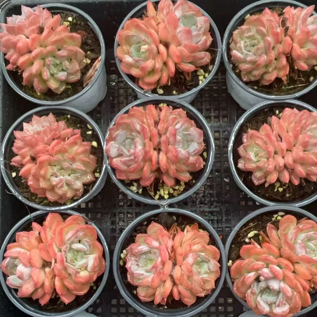 玛瑙多肉植物盆栽1颗【带盆带土】