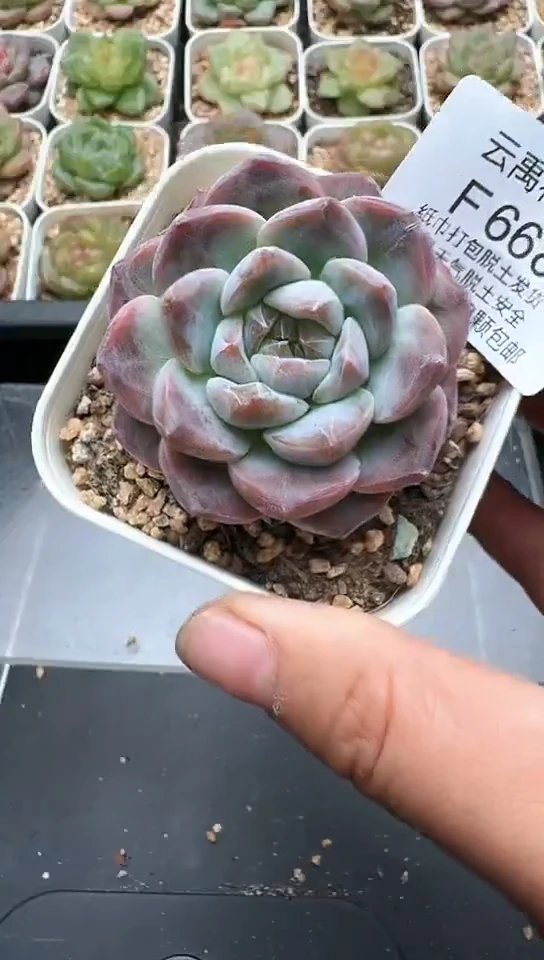 668F云禹多肉植物 默认脱土纸巾打包 3颗包邮