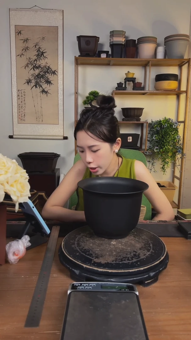 23金钟4只随机颜色