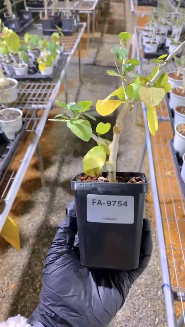 【闪购商品】扦插舍特达利FA-9754