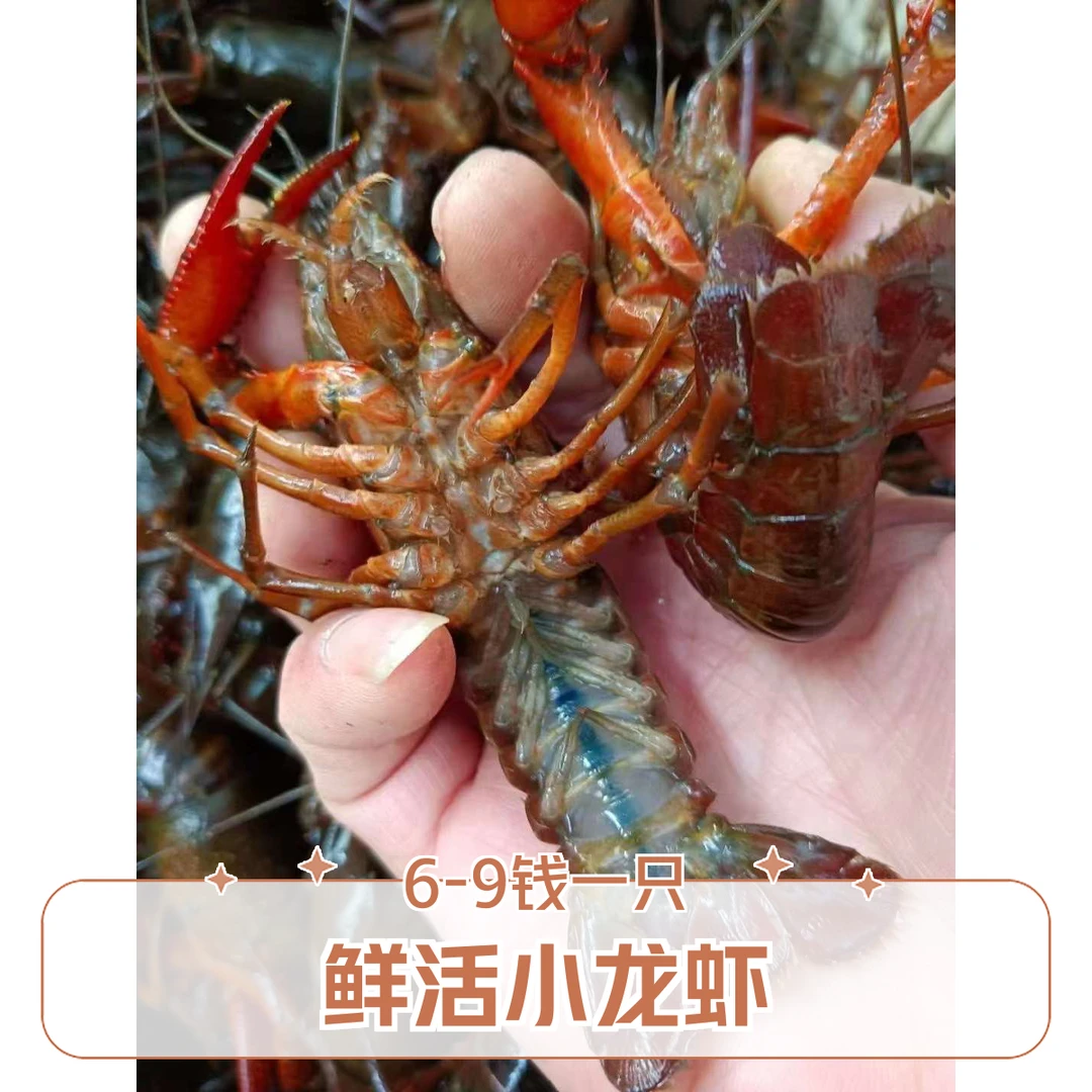 鲜活小龙虾大青虾6-9钱一斤（到货包百分之八内死亡，介意勿拍）小龙虾制品小龙虾制品小龙虾制品
