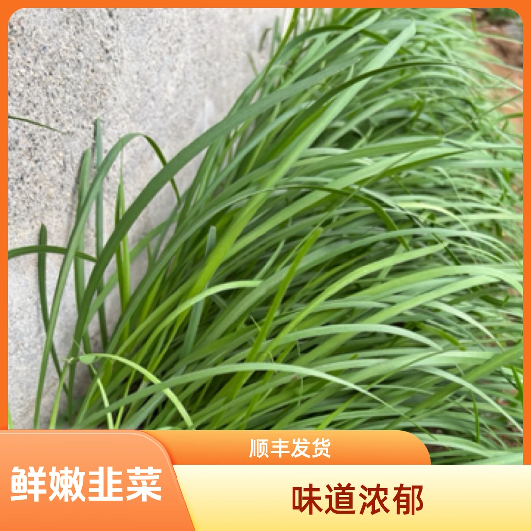 【顺丰速运】小满家鲜嫩韭菜平谷农家种植味道浓郁新鲜采收发货1斤/2斤绿色蔬菜韭菜