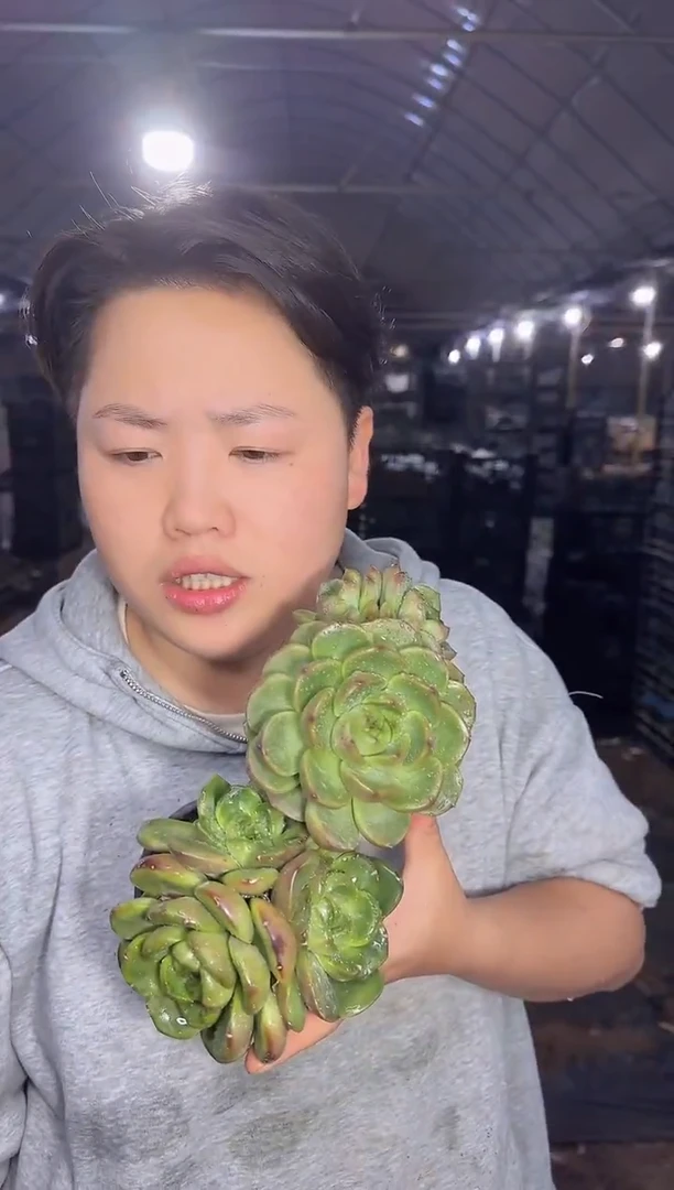 皮埃拉珍妮  2颗5