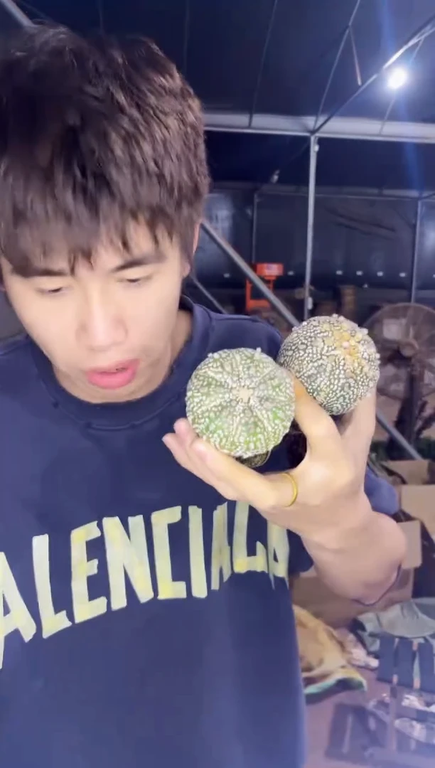 【闪购商品】2颗 实生根 浓白超兜 4-6cm