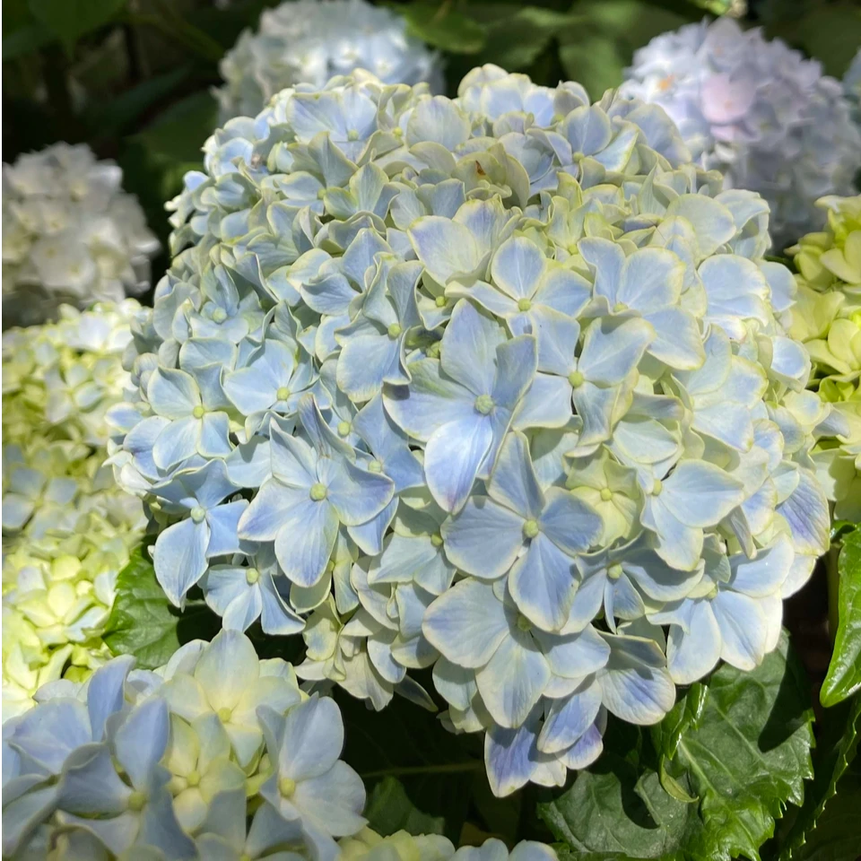 《薄荷拇指》小2加大花绣球粉蓝夏季原盆原土基地直发