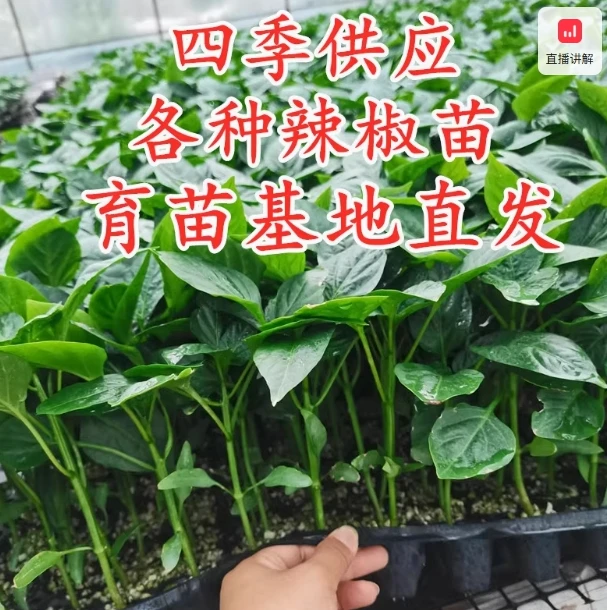 四季辣椒苗种苗羊角椒线椒螺丝椒芜湖椒苏椒薄皮椒菜椒方椒包邮