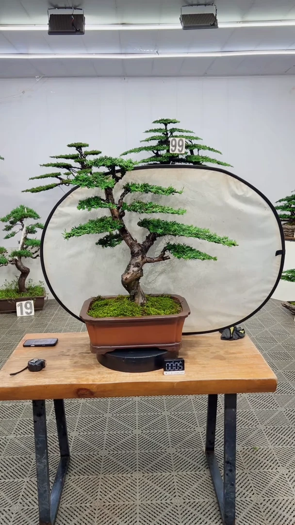 无花朵造型盆景一物一拍