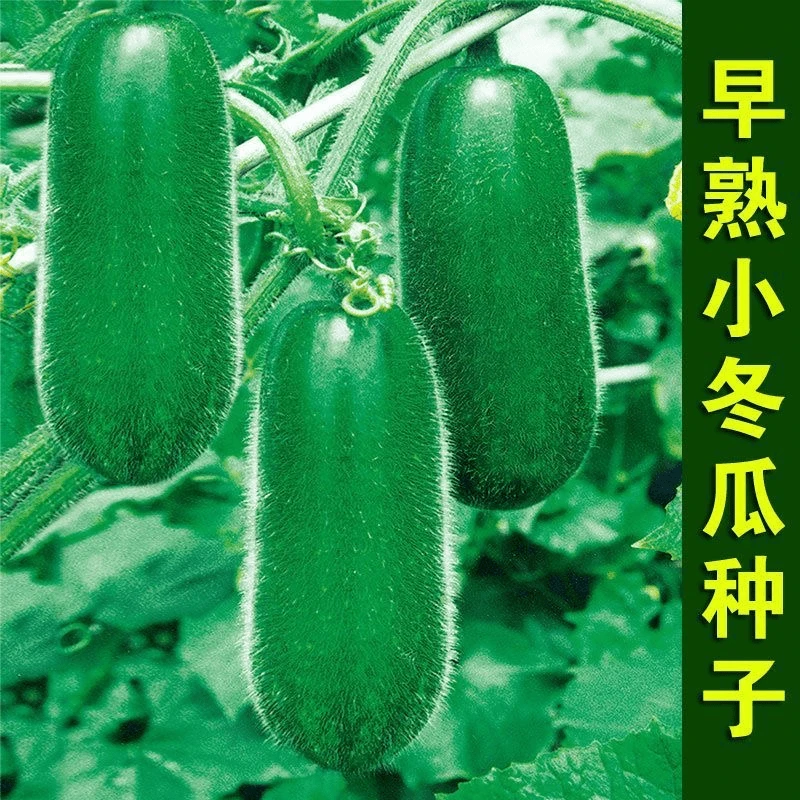 【全店满5包送1包】早熟小冬瓜种子种籽四季盆栽阳台小院蔬菜种子