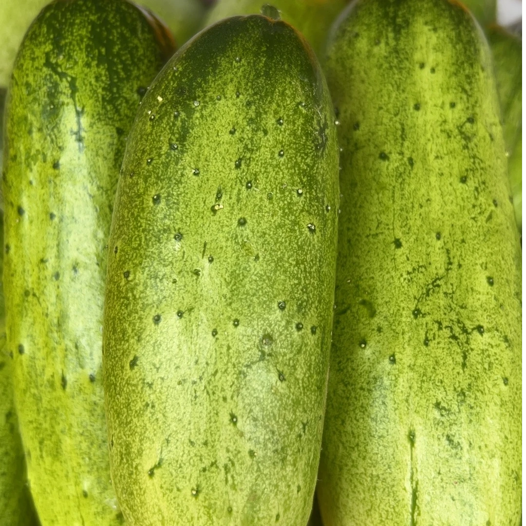 云南新鲜露天种植黄瓜5斤现摘现发