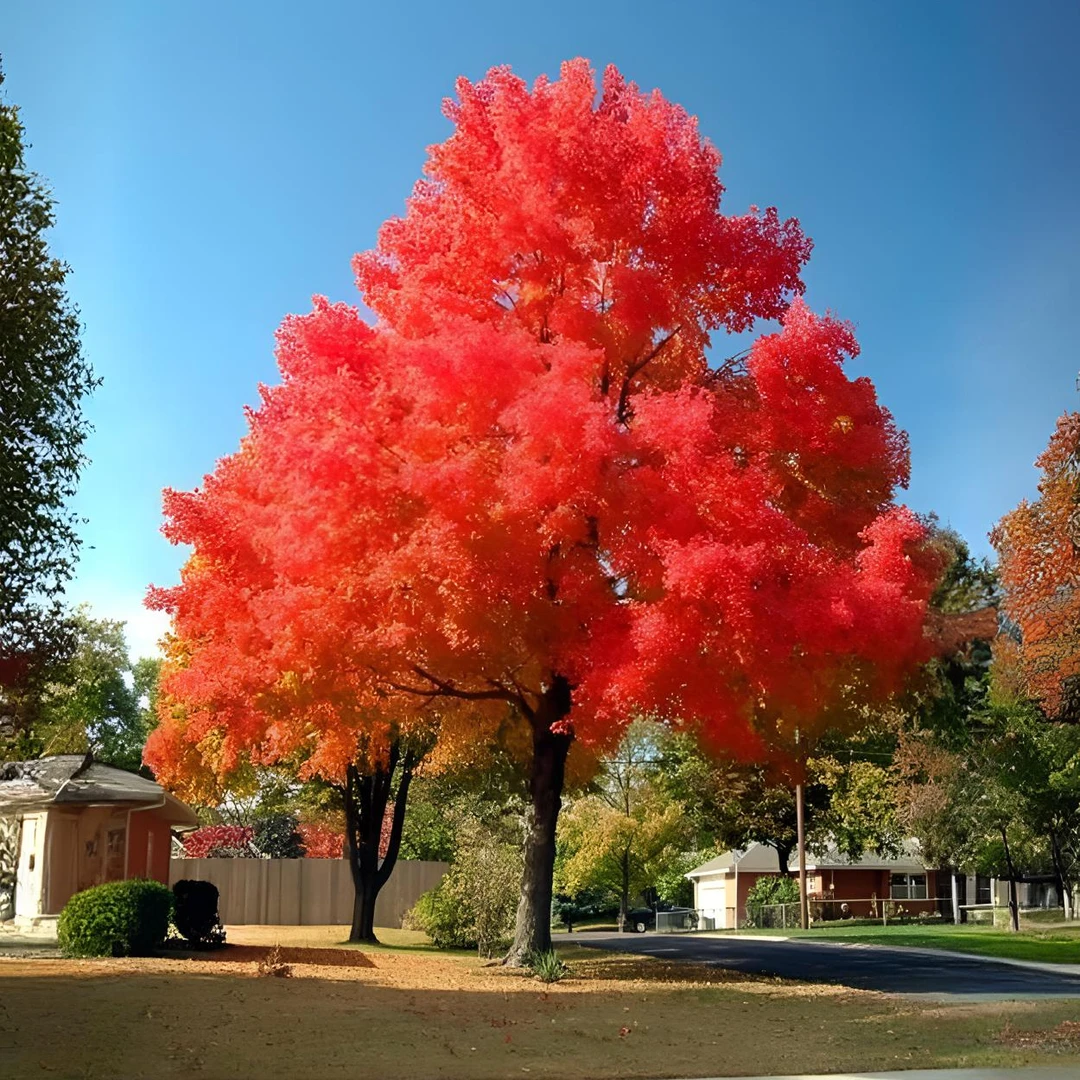 【10年老桩】红枫树别墅庭院阳台可种植 修剪发货 明日398