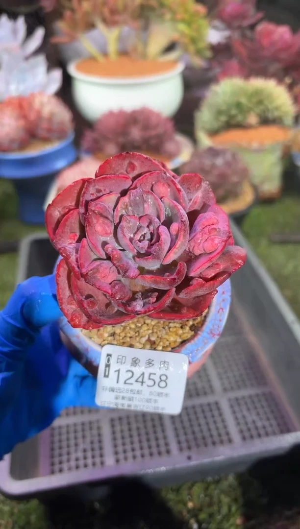 【闪购商品】12458