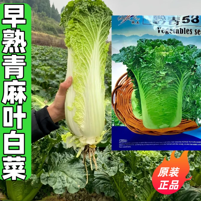 58天早熟青麻叶白菜种子绿帮矮桩直筒青口白大白菜种籽蔬菜种子孑