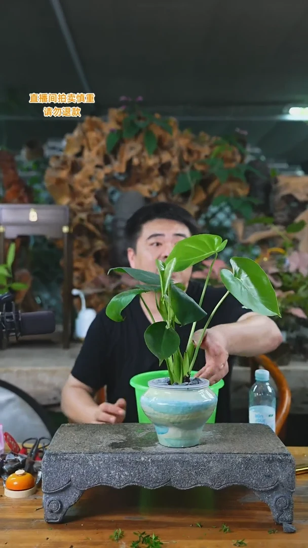 当前无花栽培后可以开花龟背竹172T