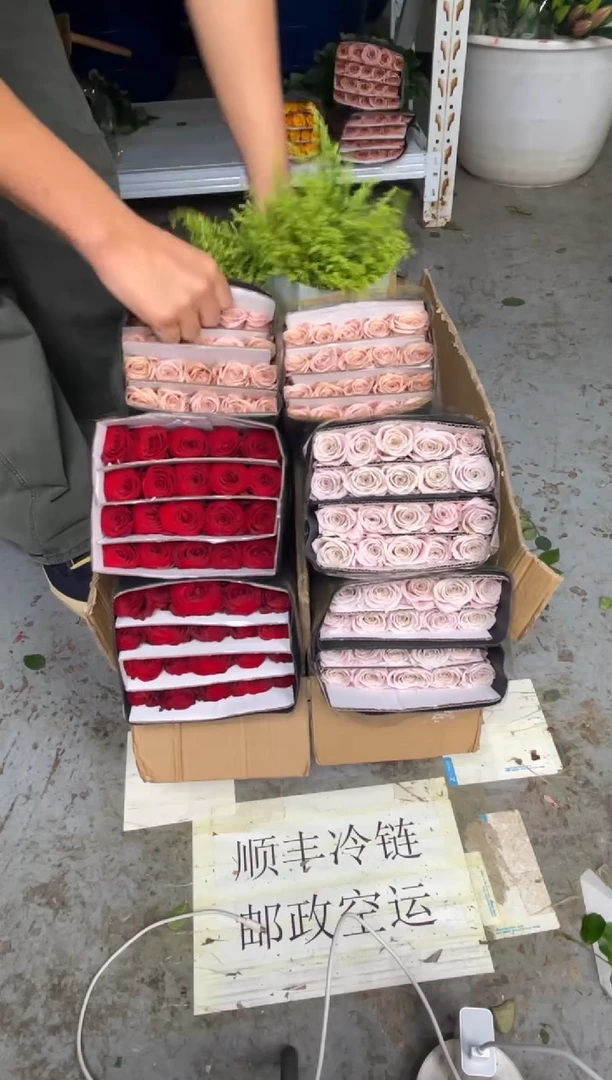 高原红10扎  + 曼塔5扎+卡布2扎+黄莺2扎