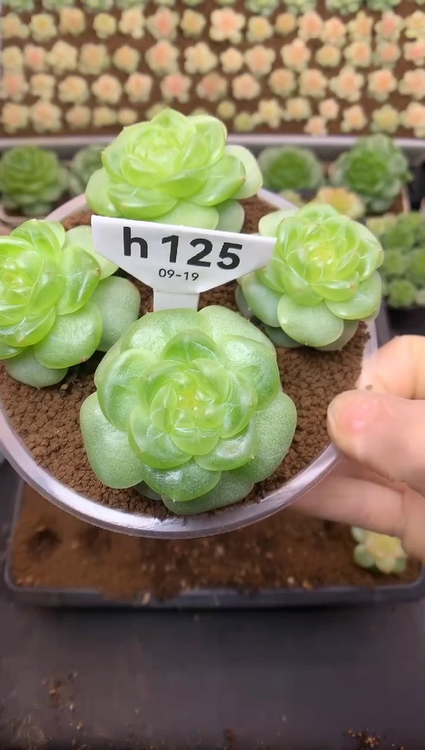 h125 遥遥珍妮 H03 四颗组合 119