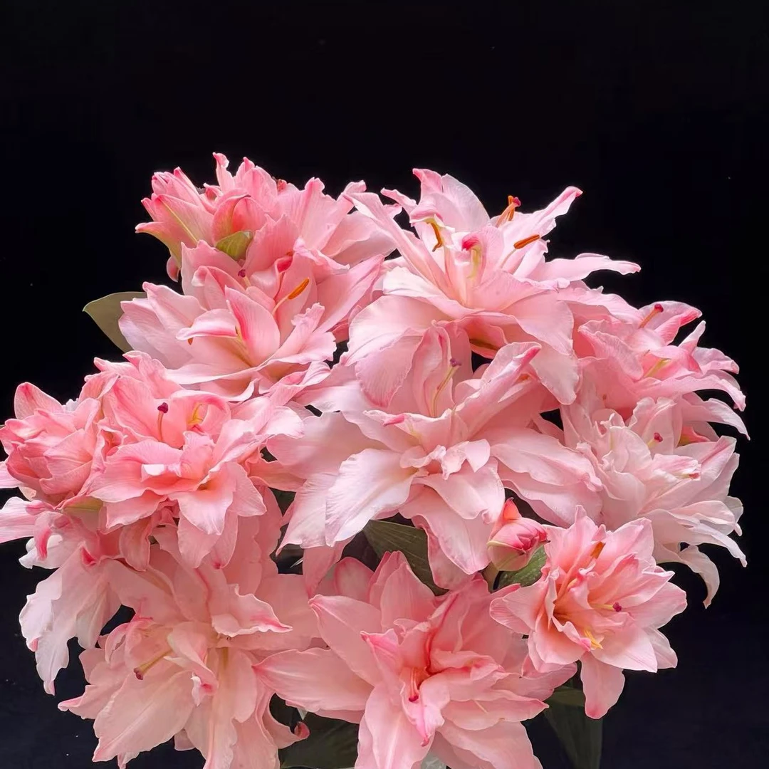 【布朗尼多头重瓣 新鲜百合】 小清新 粉色 颜色鲜艳好看 小静