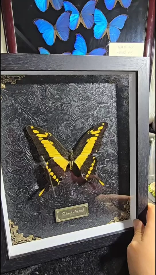 hw敏芷精美蝴蝶标本