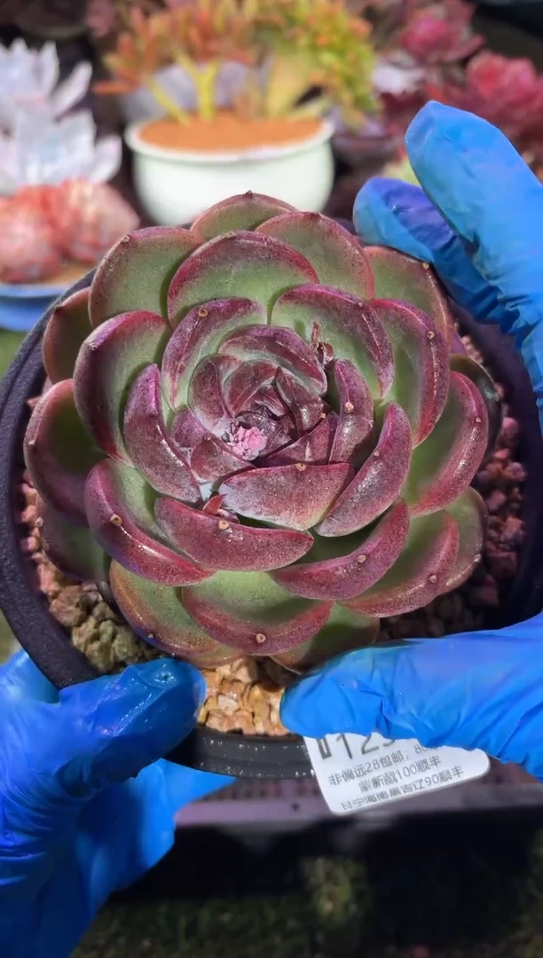 【闪购商品】12586