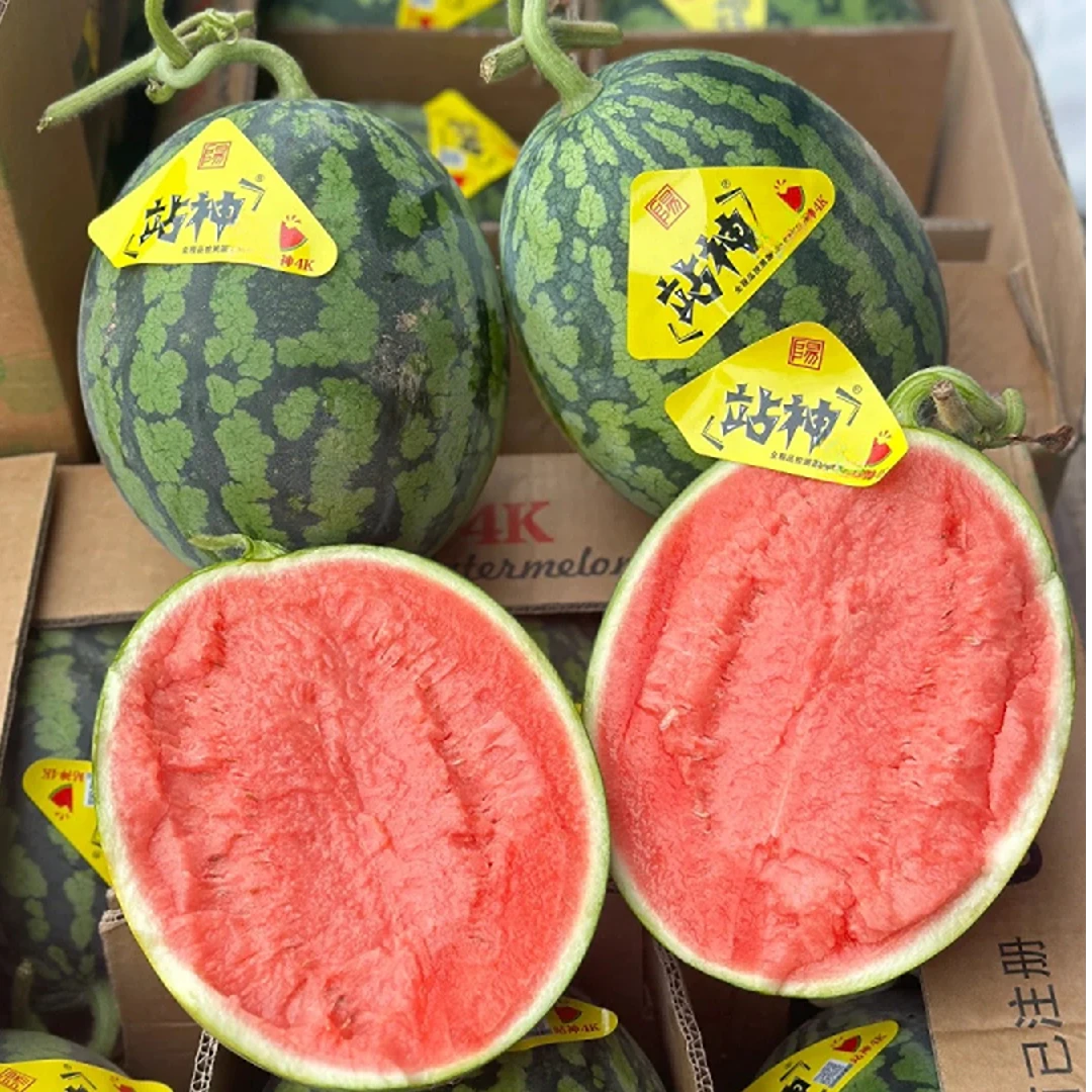 【顺丰】站神甘美4K西瓜，无籽皮薄肉厚，水多甘甜，坏果包赔