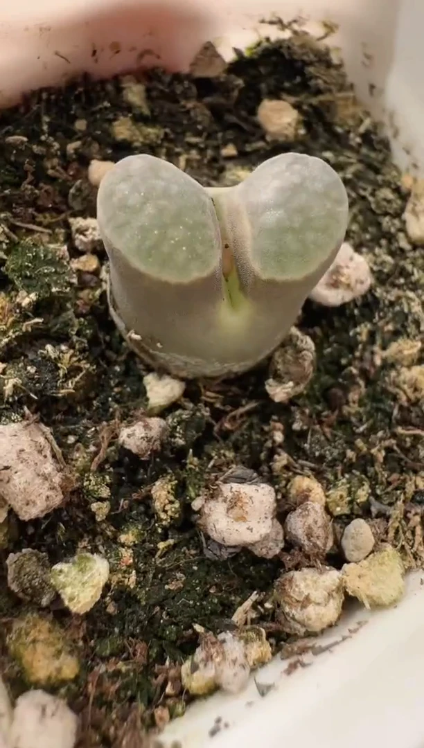 多肉植物肉锥3-202