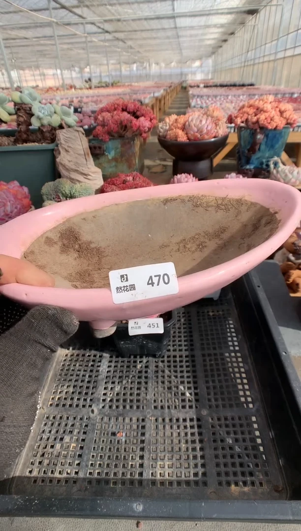 【闪购商品】470盆一物一拍