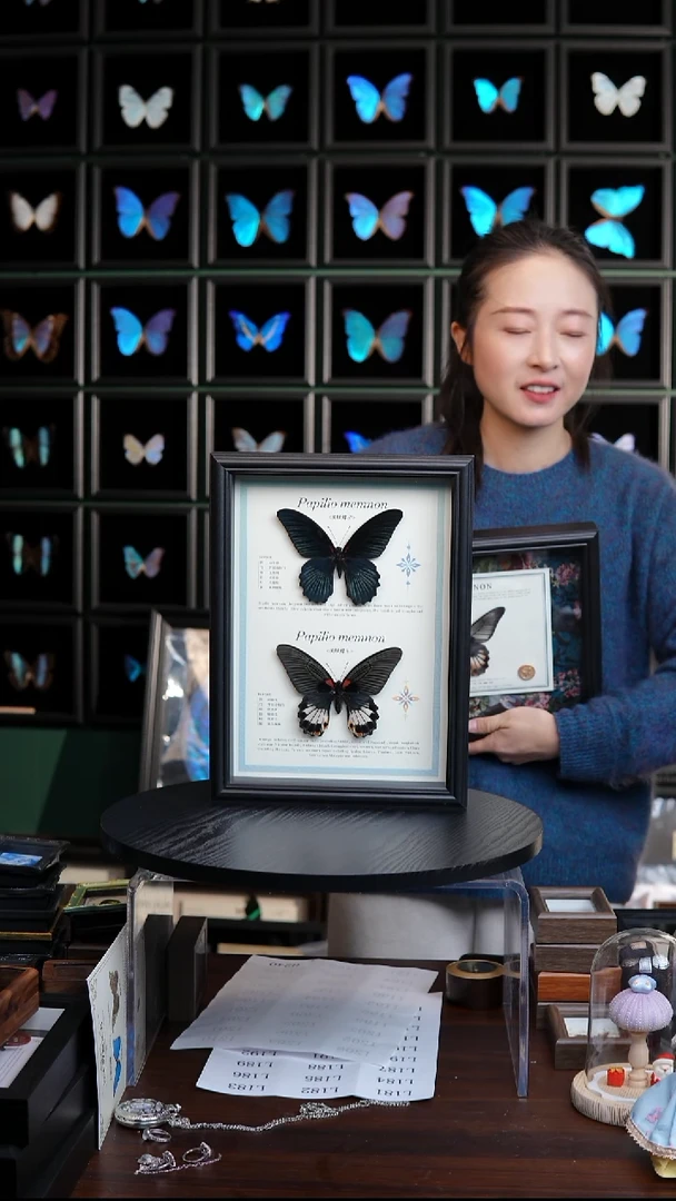 美凤蝶雌雄组合标本摆件