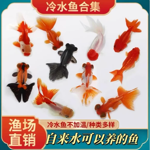 观赏鱼小金鱼草金鱼爆缸小鱼冷水鱼淡水鱼苗小型锦鲤淡水金鱼活鱼