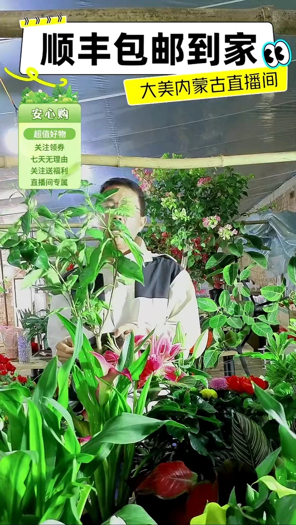 完全开放大颗丁香花