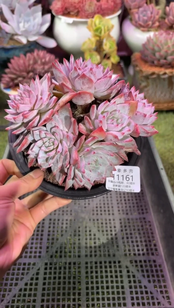 【闪购商品】11161