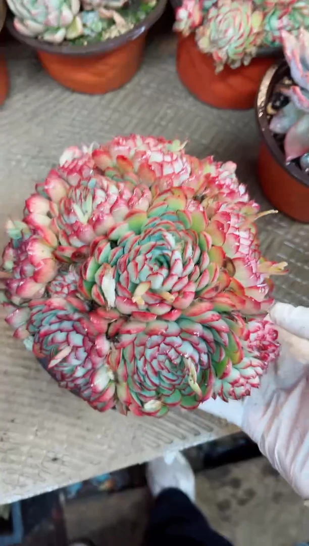 【闪购商品】23092