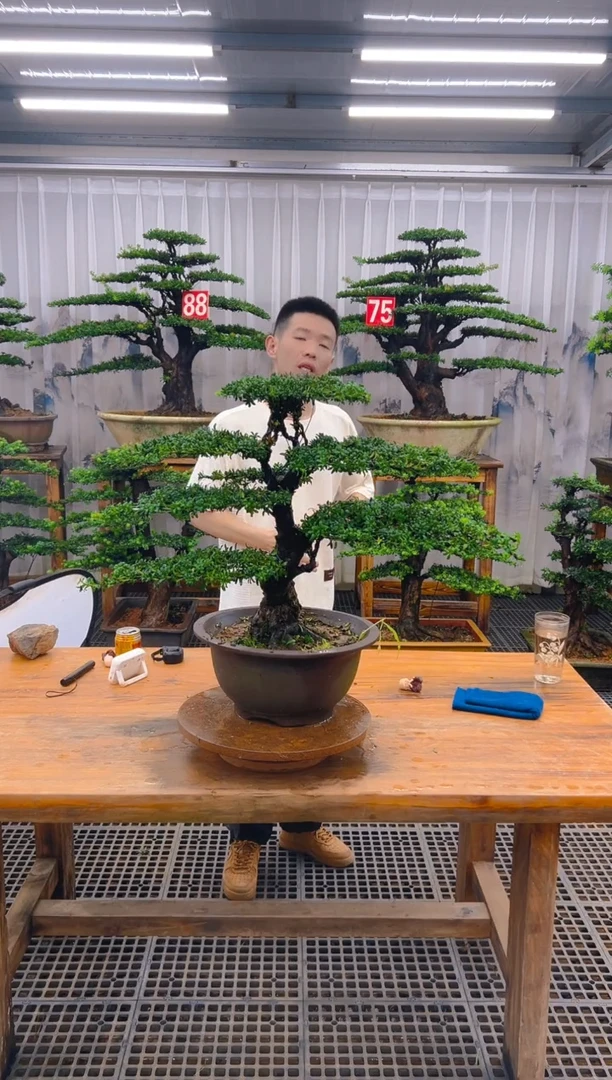 无花朵爱*人精品盆景直播间一物一拍75