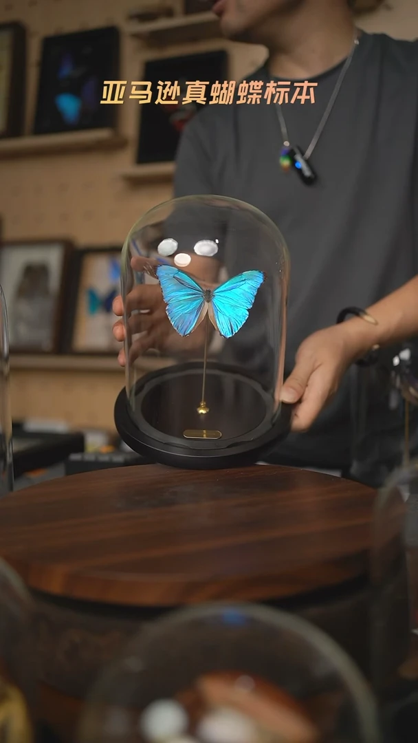 蝴蝶标本摆件C72