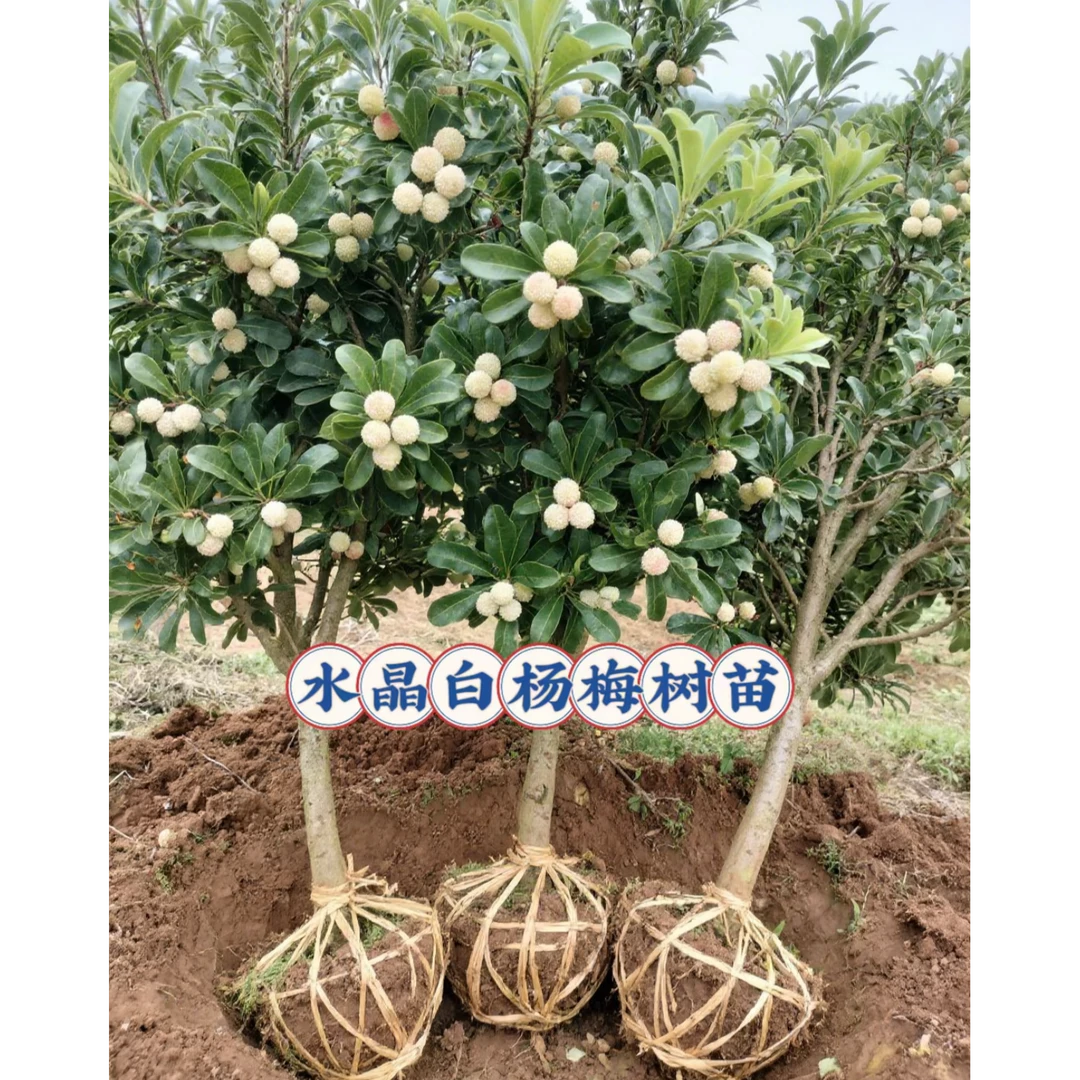 正宗新品种改良耐寒耐热水晶杨梅盆栽果树苗南北方可地栽庭院种植