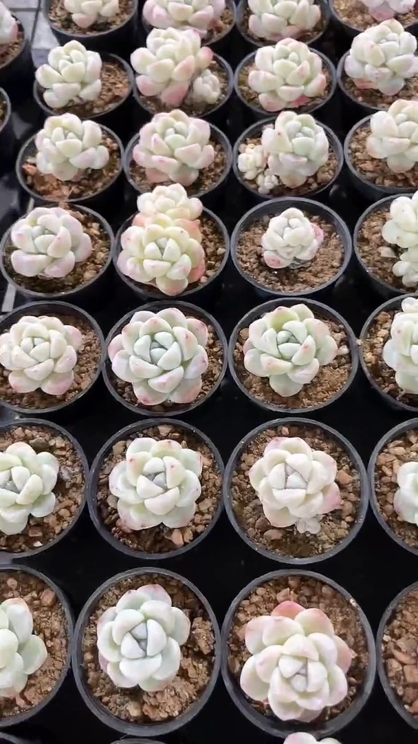 【闪购商品】711多肉