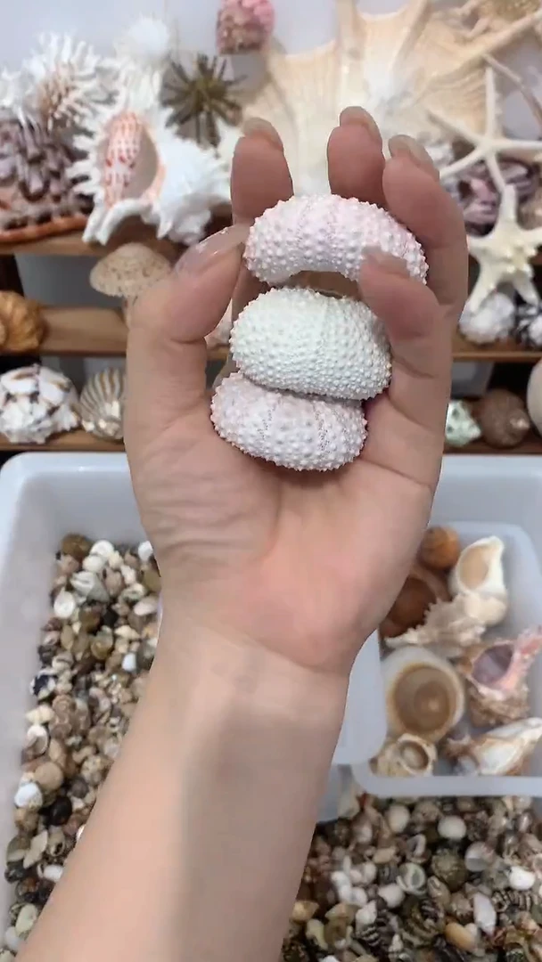 海胆稀有天然海螺
