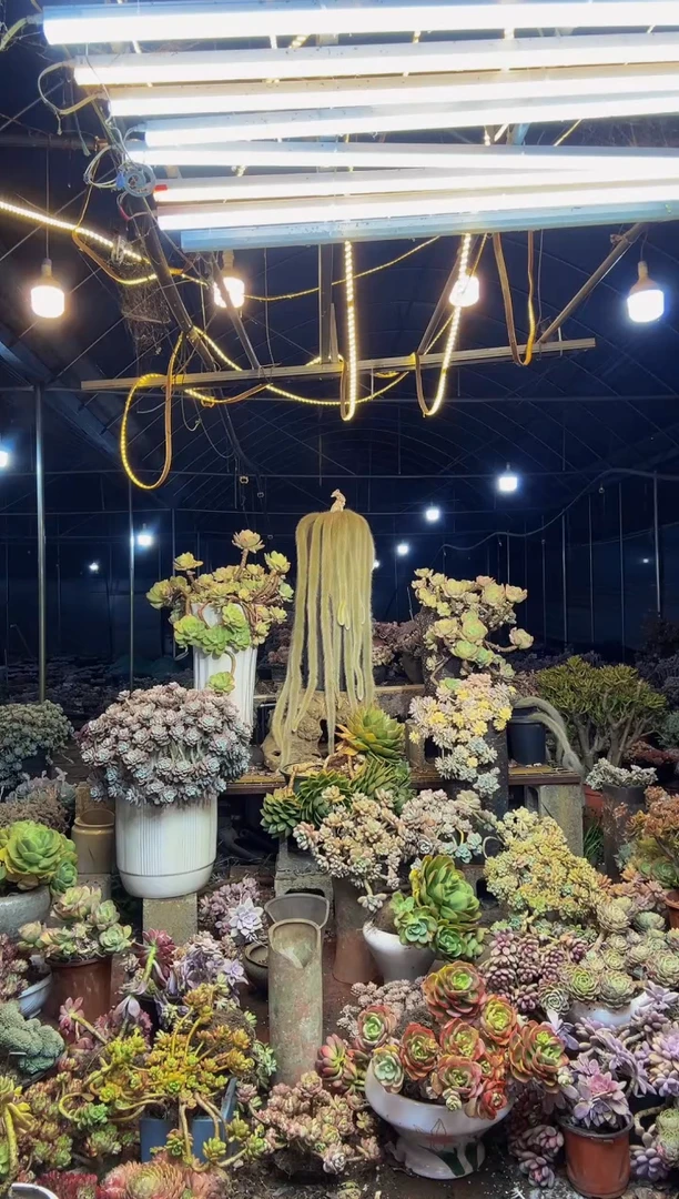 【闪购商品】91号一物一拍默认微瑕不售后