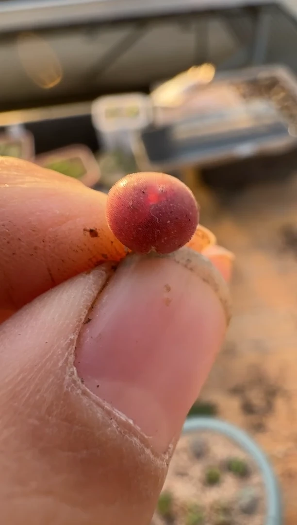 【闪购商品】2.5-274