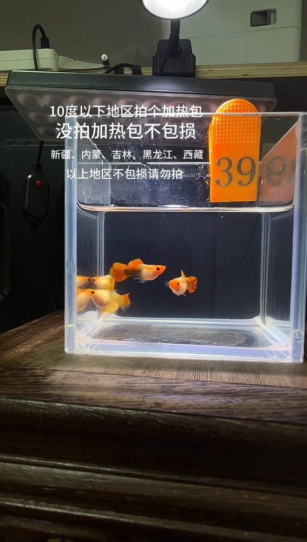 孔雀鱼深海蓝玻璃猫普通体39