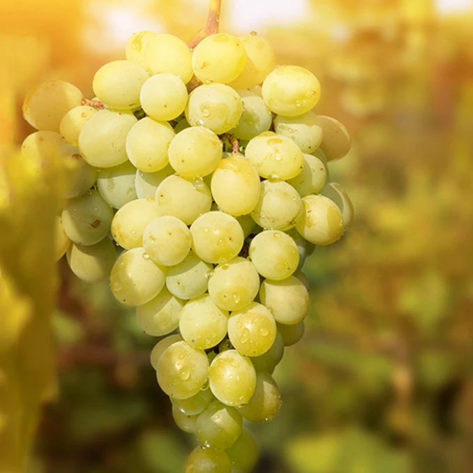 黄金钟 葡萄500g±10g/份安徽省