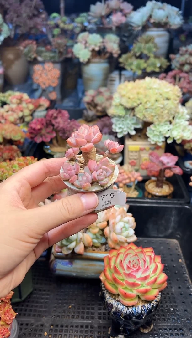 ?****?719           不带盆