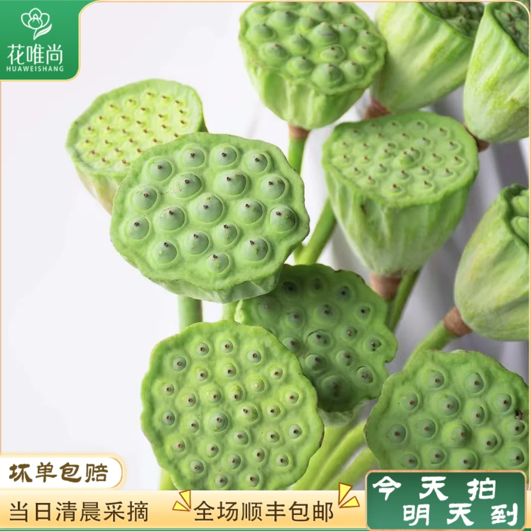 次日达-【白洋淀莲蓬】5枝鲜采莲蓬鲜花批发直播任意两单升级顺丰包邮三单送随机花瓶一个今天拍明天到