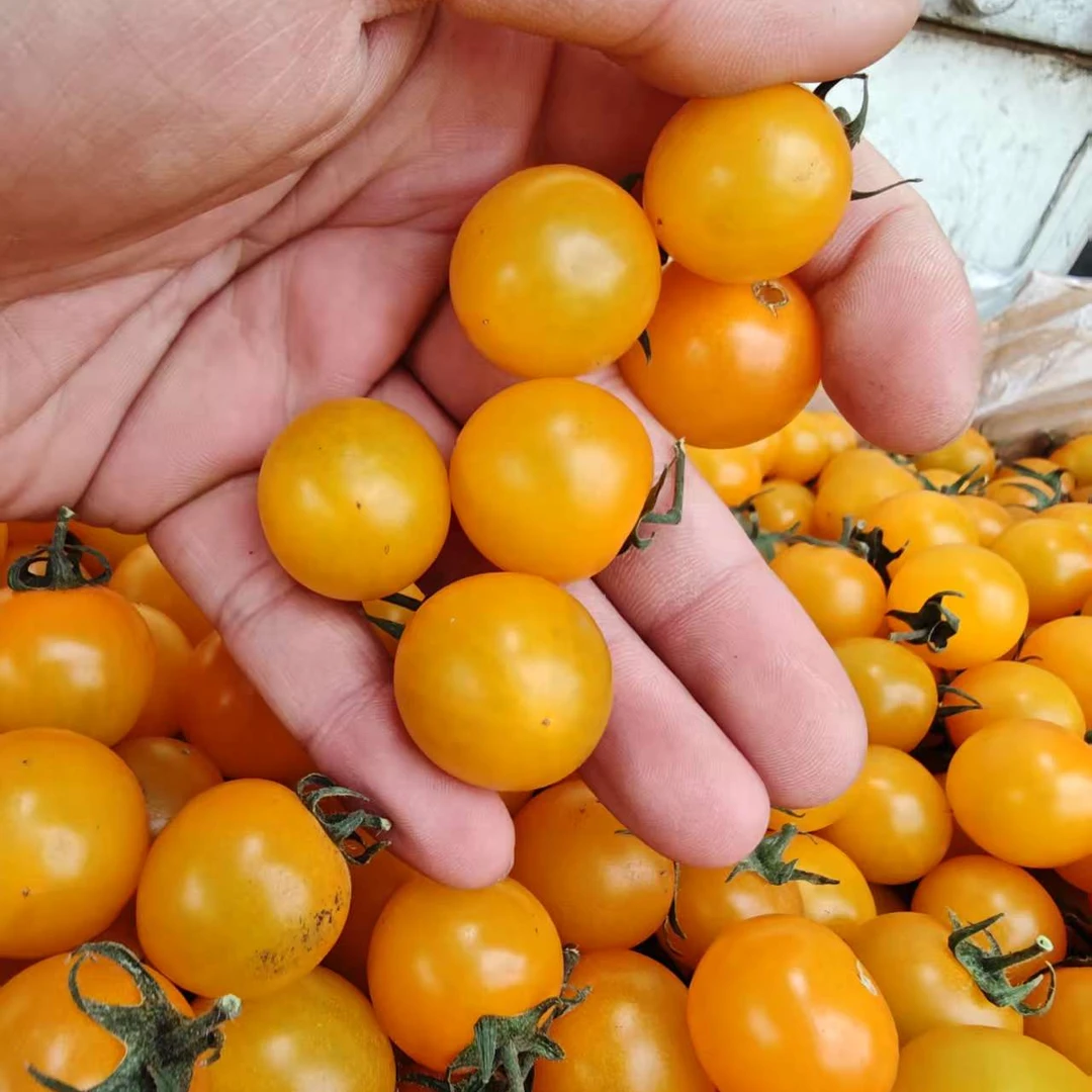 黄金樱桃小番茄2斤装多彩樱桃小番茄海南省