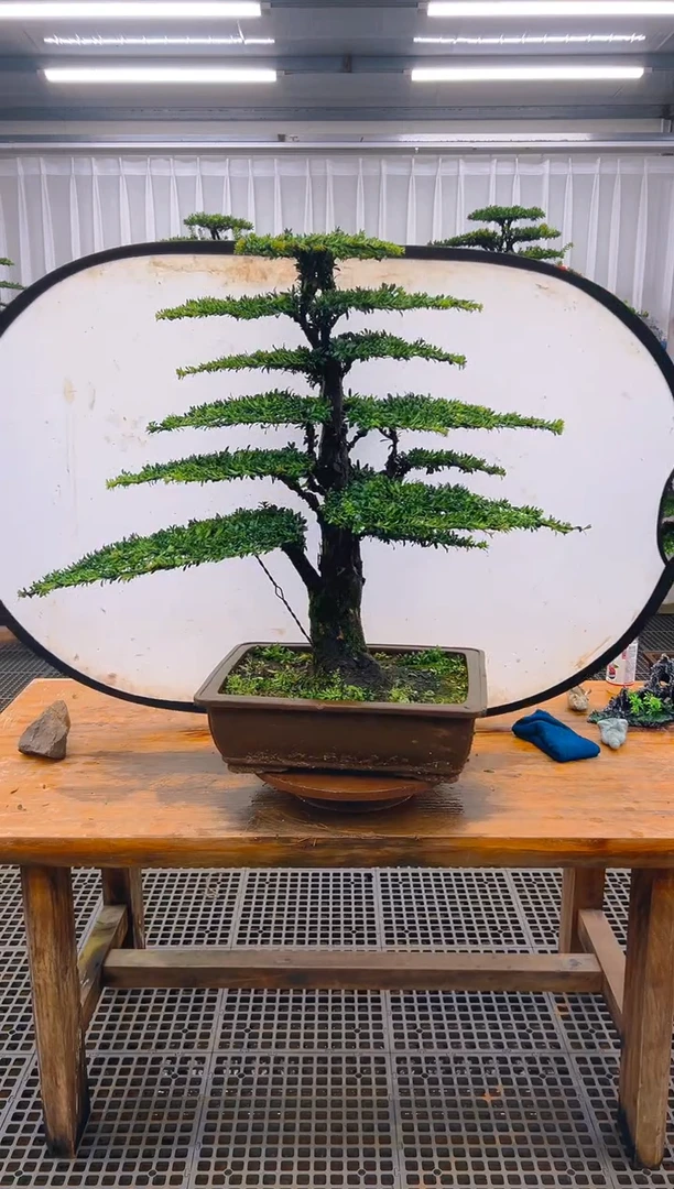 无花朵辻*精品盆景直播间一物一拍
